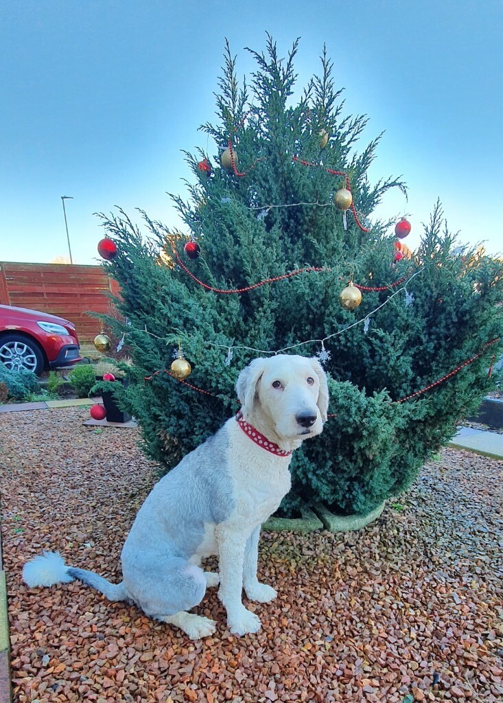 gumtree old english sheepdog